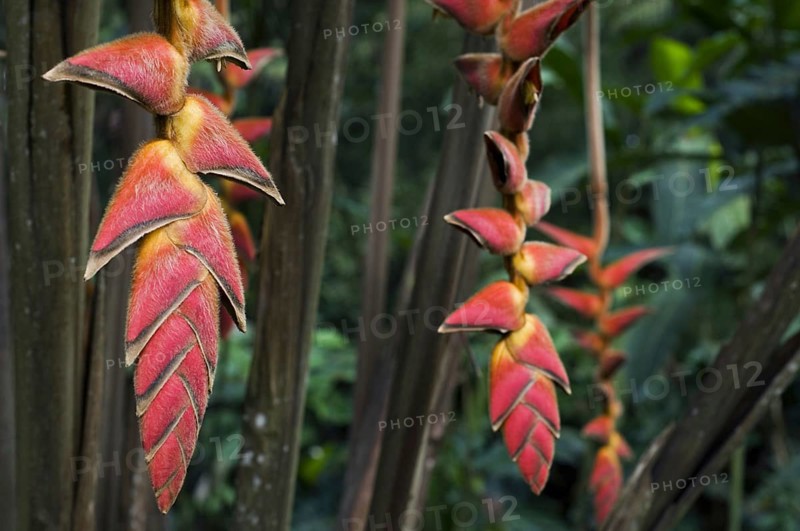 (Heliconia) pogonantha in flower in cloud forest, Costa Rica, Central America