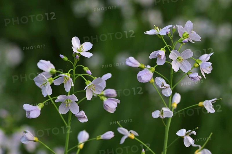 Cuckoo flower