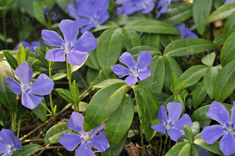 Lesser periwinkle