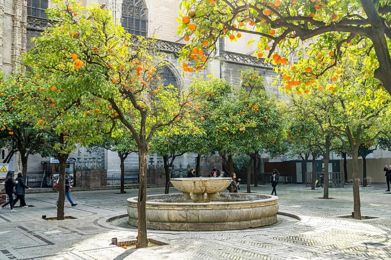 Seville Cathedral Orange Courtyard Andalusia