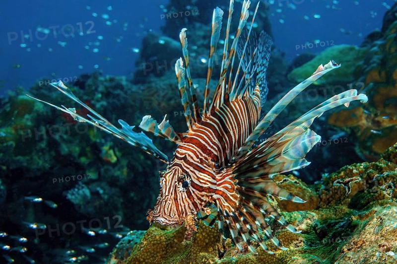 Pacific red lionfish