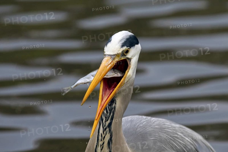 Grey Heron