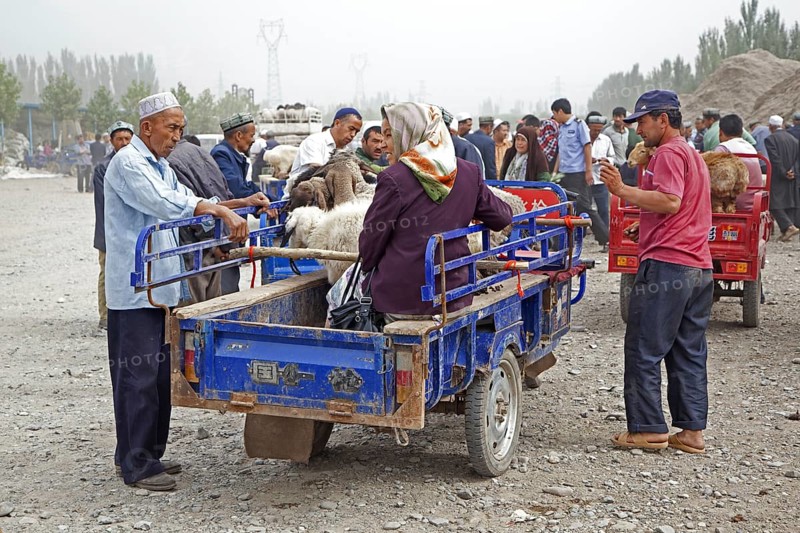 Uyghur farmers with motorized carts loaded with sheep arriving at the cattle market in Kashgar