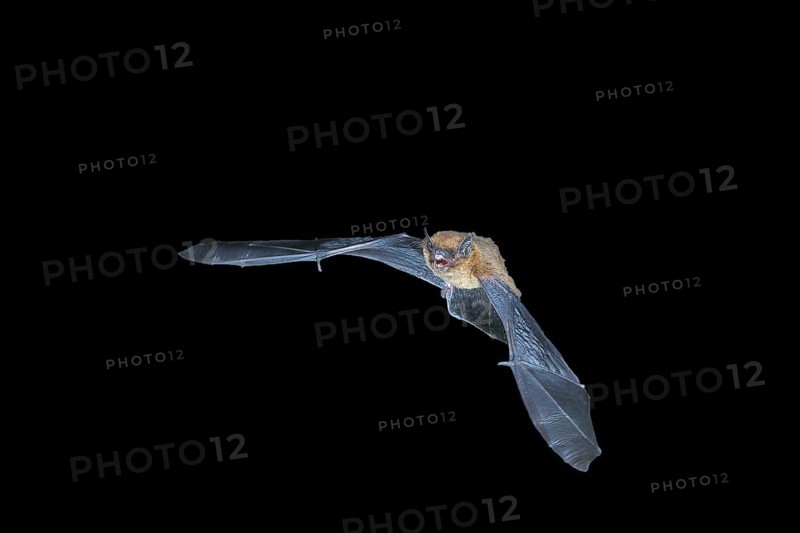 Common pipistrelle