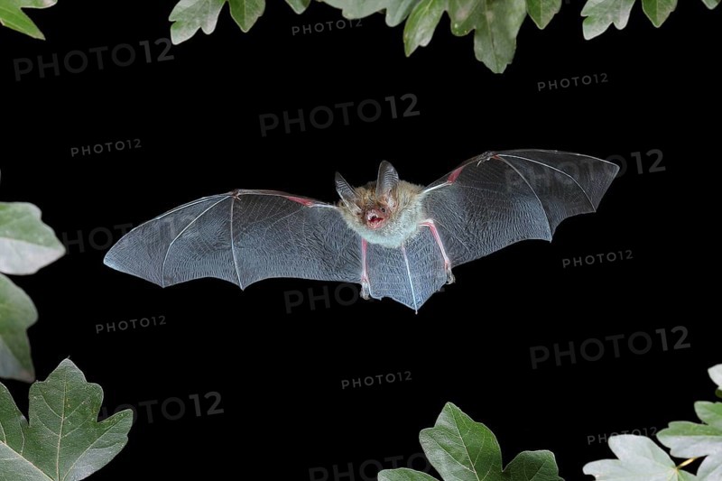 Bechstein's bat