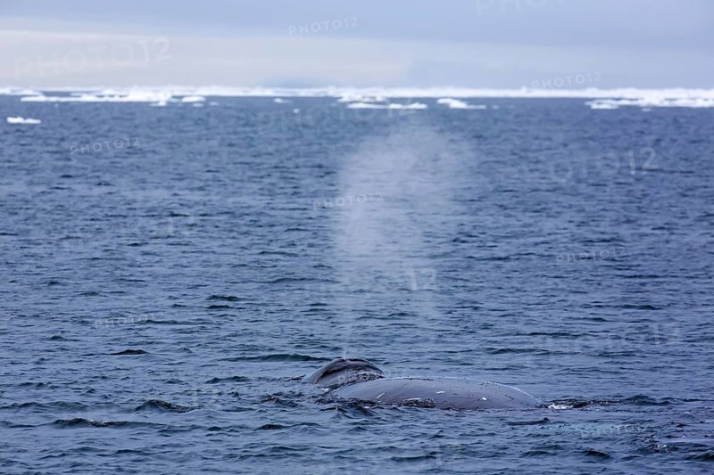 Blow through blowhole of bowhead whale