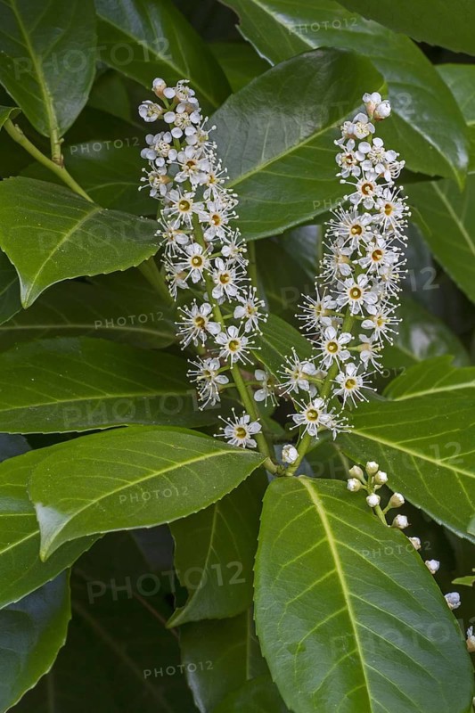Cherry laurel