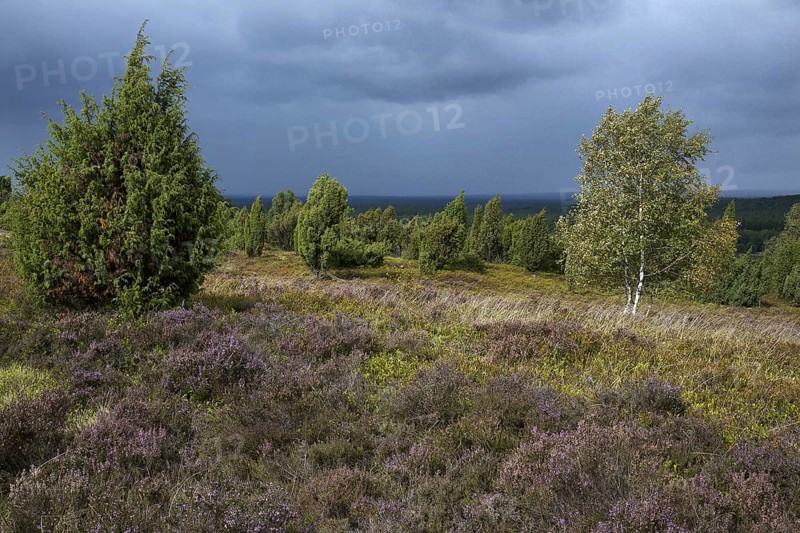 Lueneburg Heath