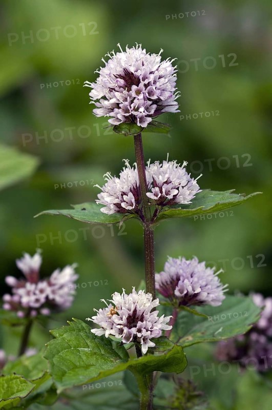 Peppermint