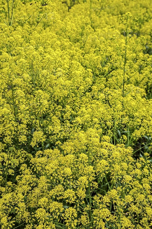 Dyer's woad