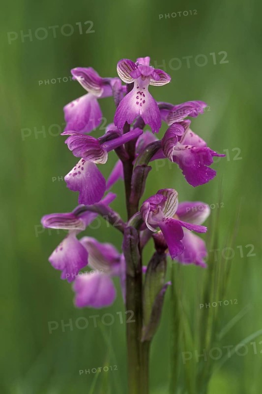Green-winged orchid