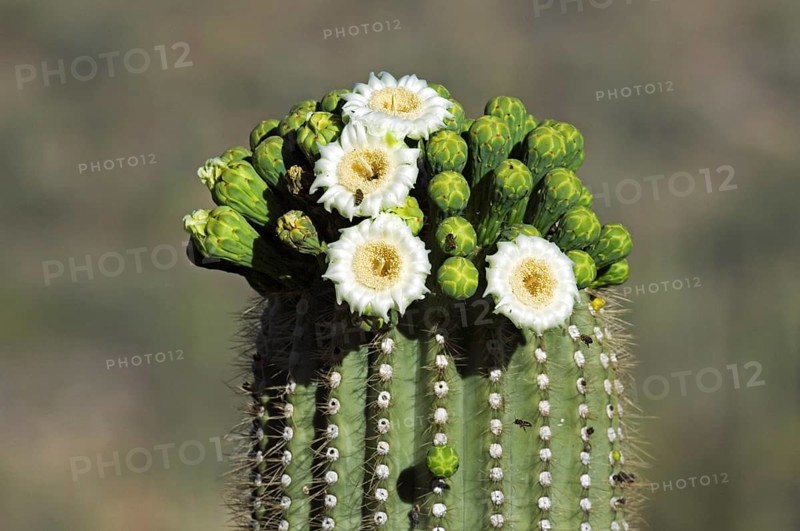 Saguaro