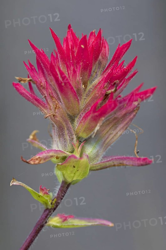 Close up of giant red Indian paintbrush