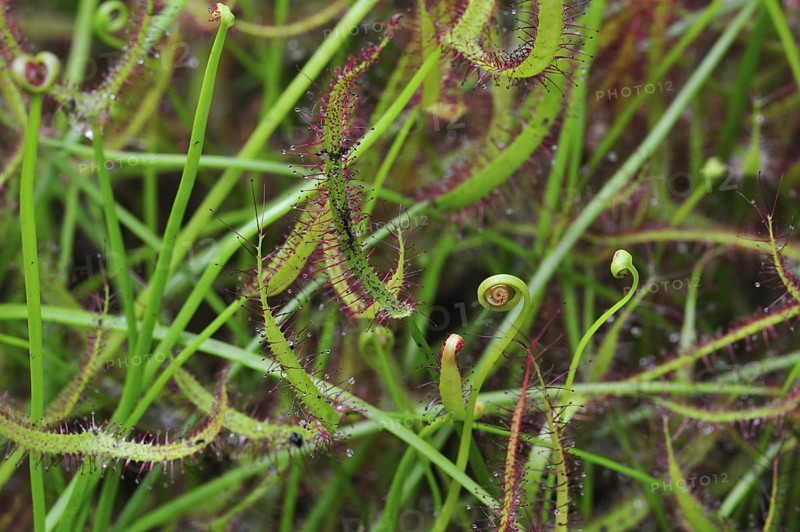 Forked-leaf sundew
