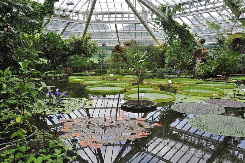 Giant water lily pads in the Victoria House