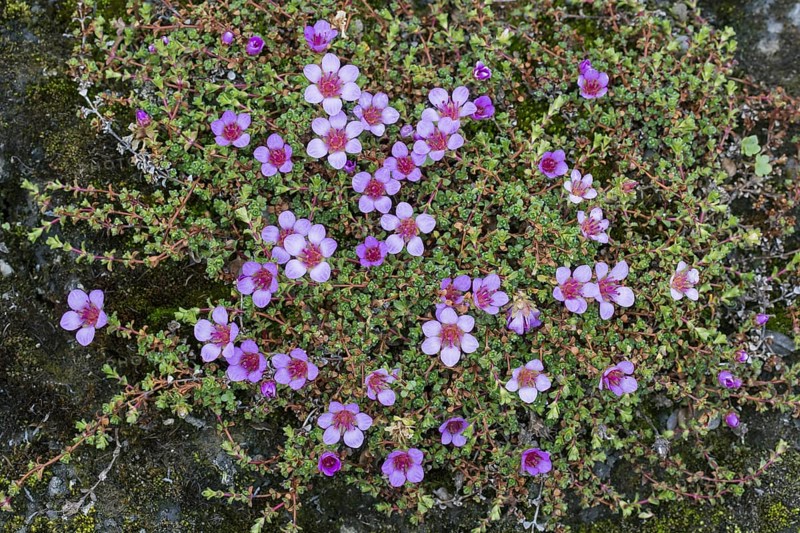 Purple saxifrage