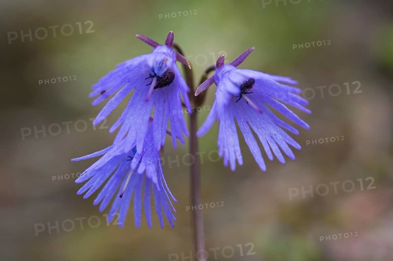 Alpine snowbell