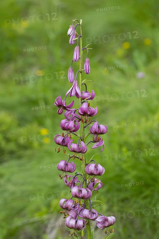 Martagon lily