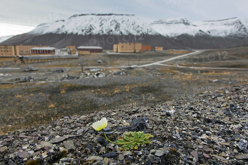 Svalbard poppy
