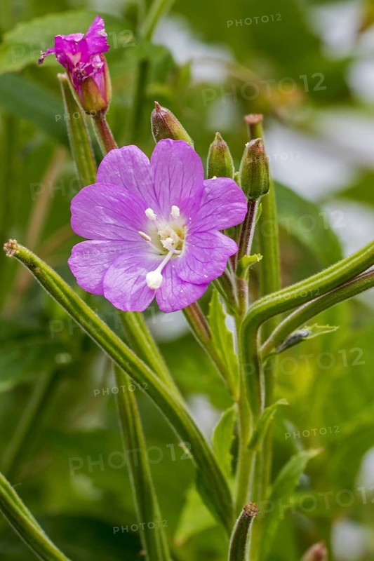 Great willowherb