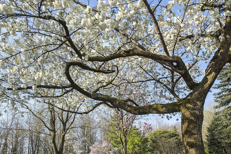 Japanese cherry