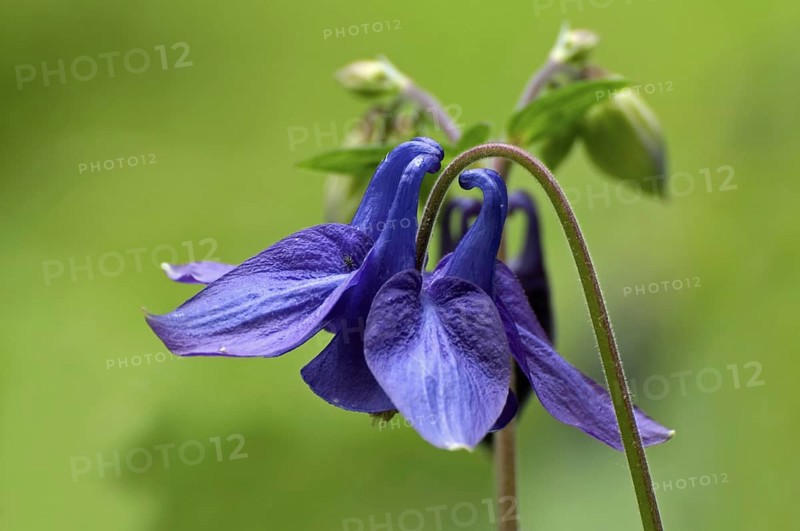 European Columbine