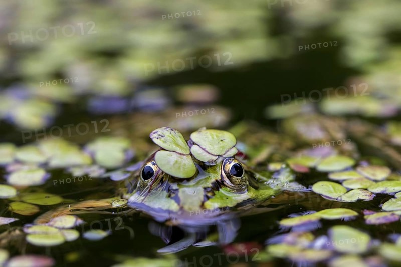 Edible frog