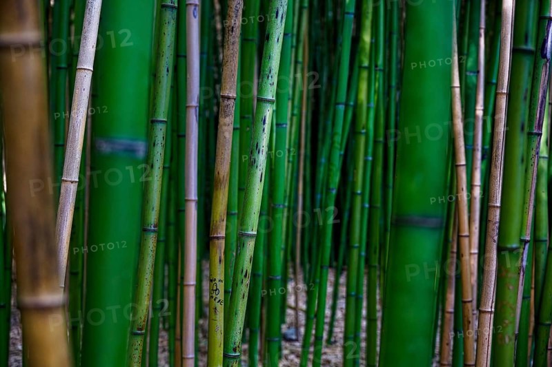 View into a bamboo grove