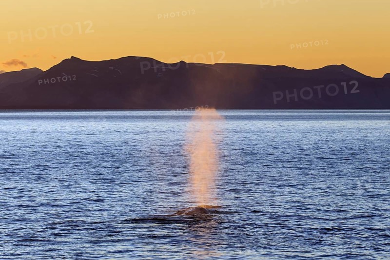 Blue whale