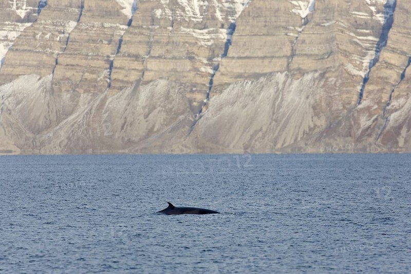 Northern minke whale