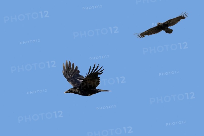 Two carrion crows