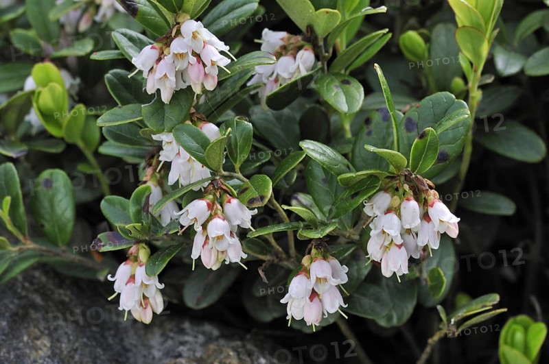 Lingonberry