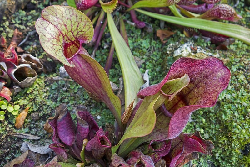 Purple pitcher plant