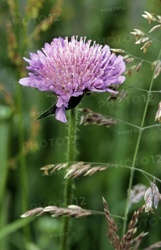 Field scabious