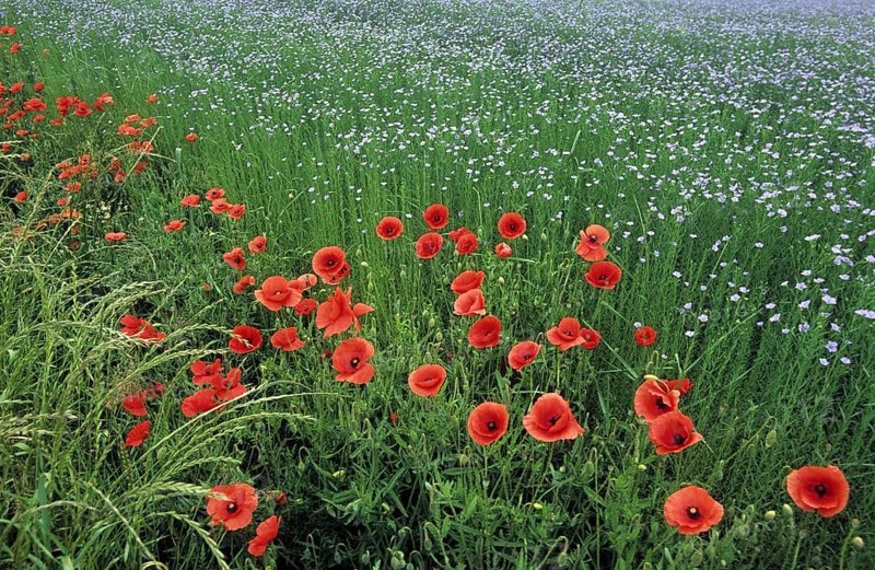 Common poppies