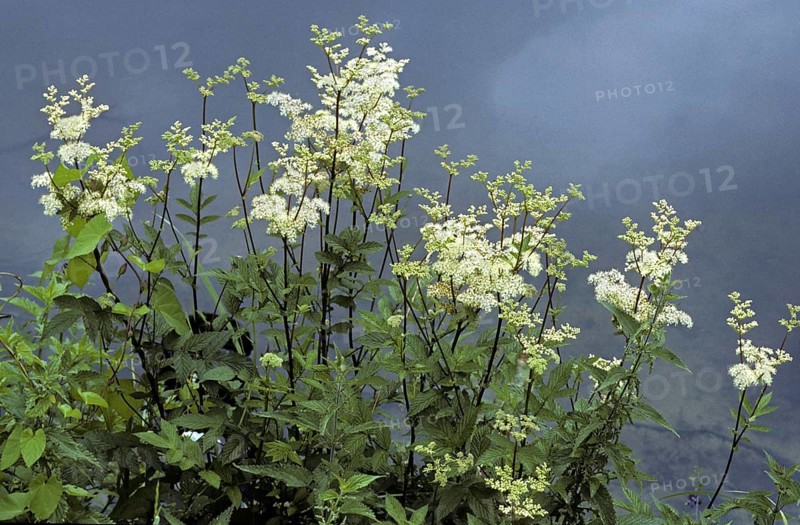 Meadowsweet