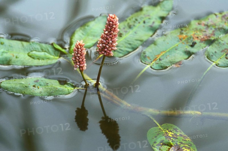 Water smartweed