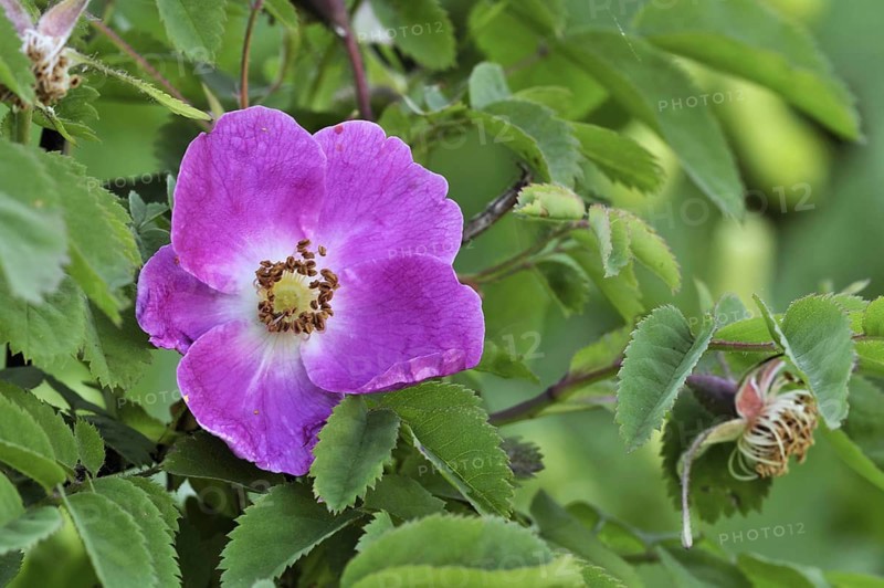 Alpine rose