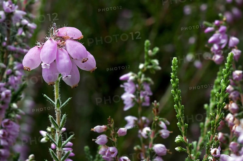 Cross leaved heath