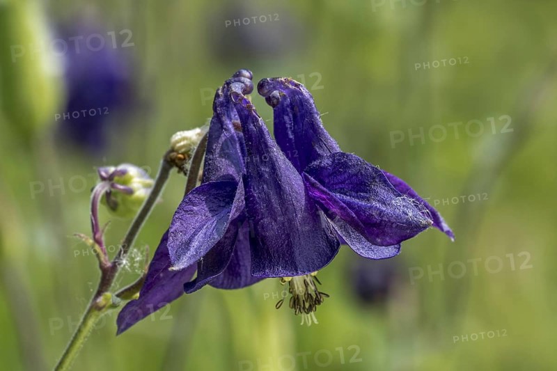 European columbine