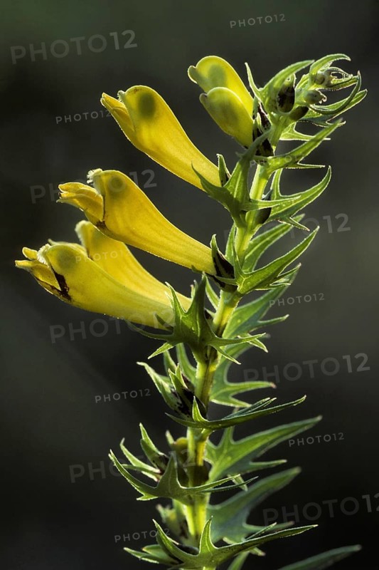Common cow-wheat