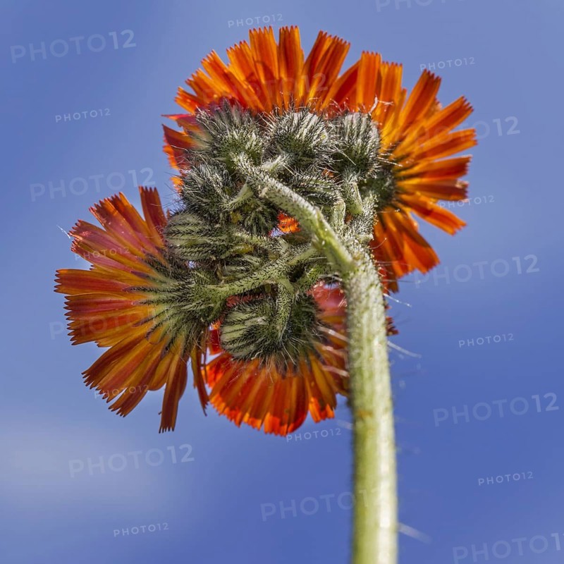 Fox-and-cubs
