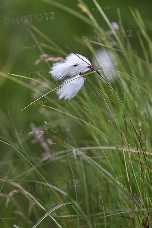 Common cottongrass