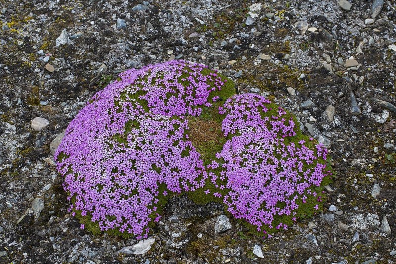 Moss campion