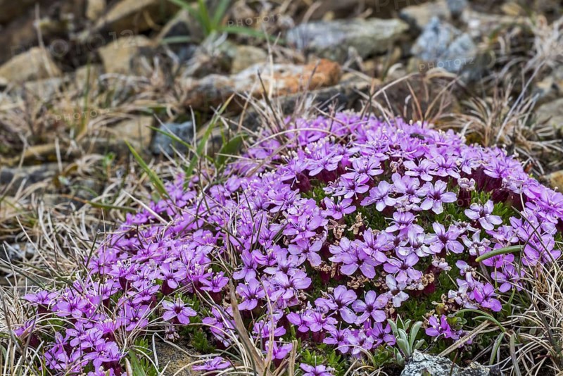 Moss campion