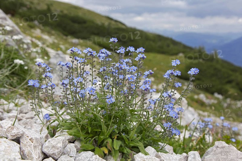Alpine forget-me-not
