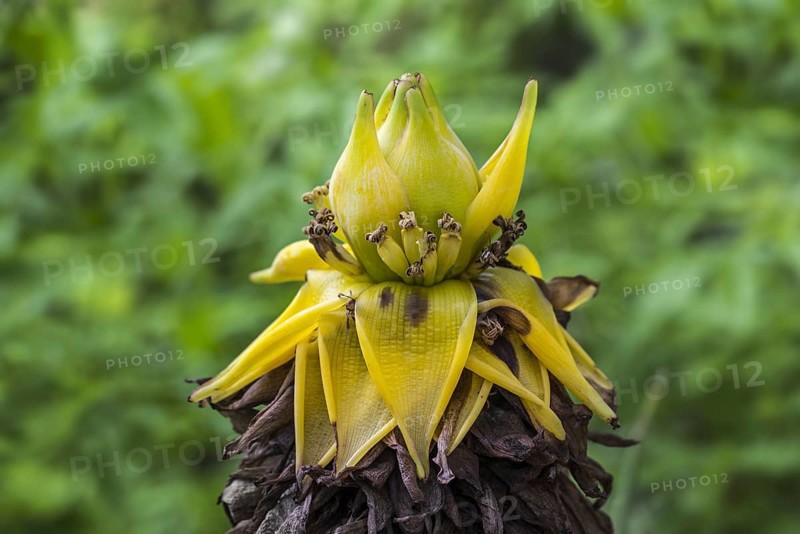 Chinese dwarf banana