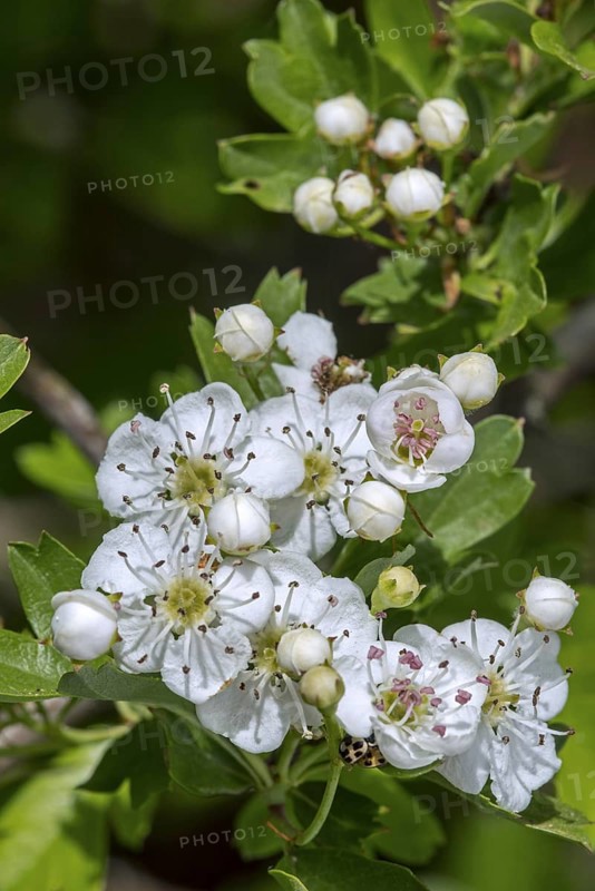 Blossoming common hawthorn