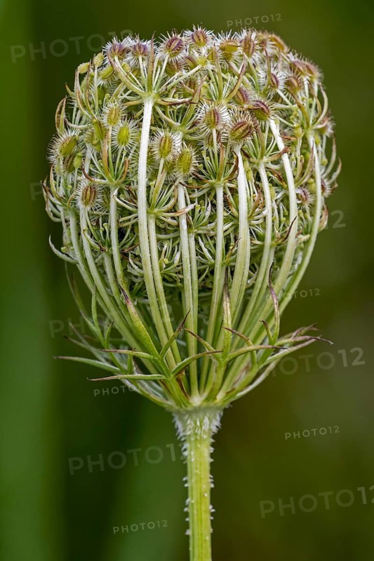 Wild carrot