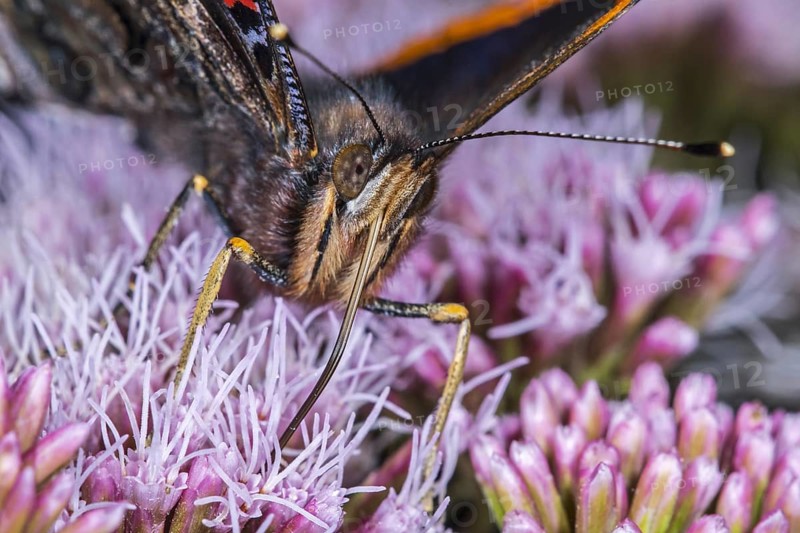 Red admiral